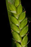 Flat spiked sedge